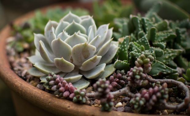 Are Succulents and Cacti the Same?