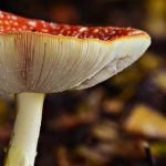 benefits microrizal fungus