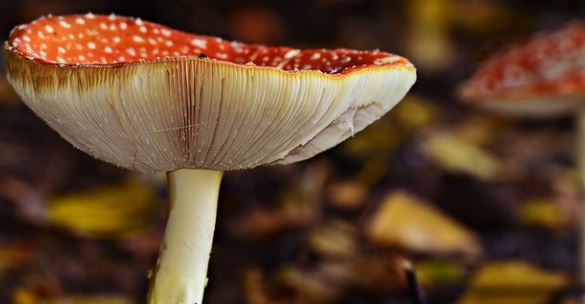 benefits microrizal fungus