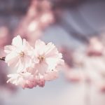 how to grow cherry blossom in home garden