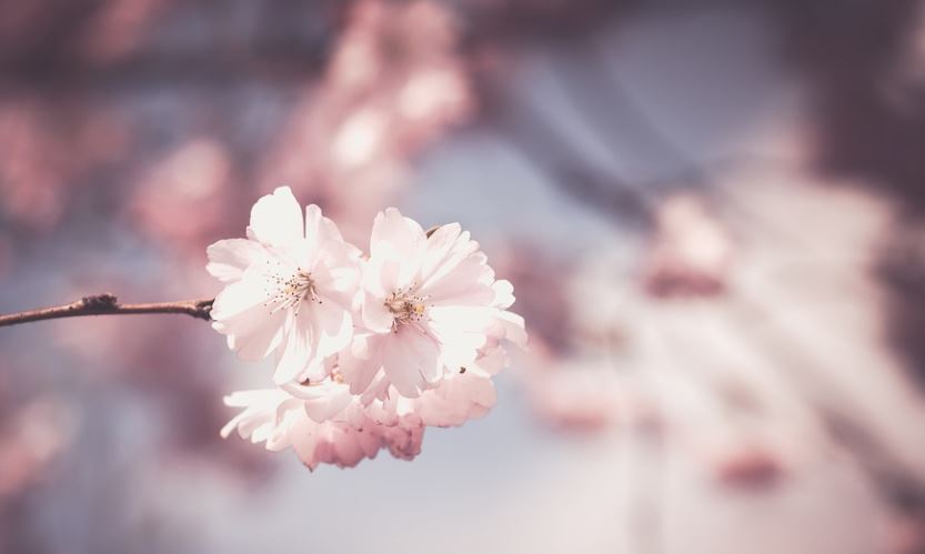 how to grow cherry blossom in home garden