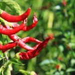 Tips to Plant Red Chili in a Home Garden