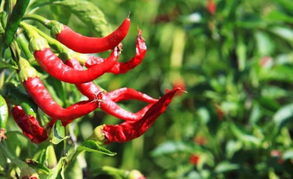 Tips to Plant Red Chili in a Home Garden